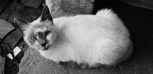 black and white  nice  fluffy
