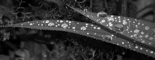 black and white  rain  drops