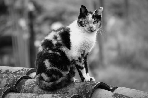 black and white  cat  feline