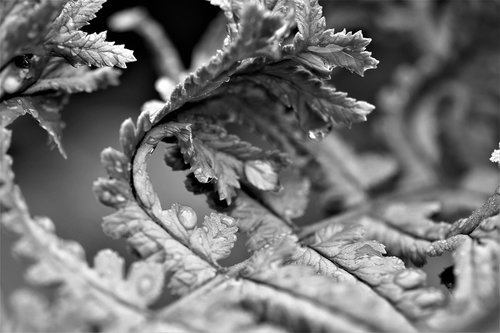 black and white  close up  plant