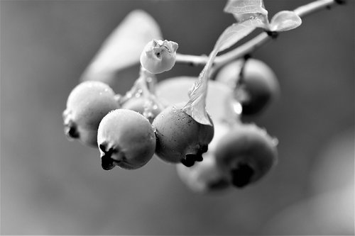 black and white  close up  plant