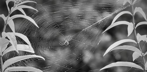 black and white  garden  insect