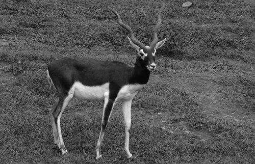 black and white  nature  animal