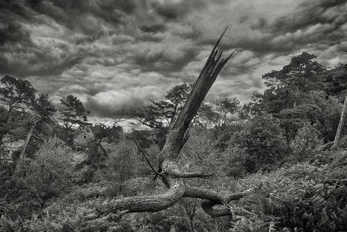 black and white  landscape  dead tree