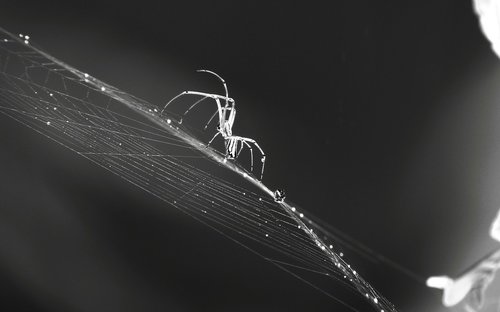 black and white  macro  insect