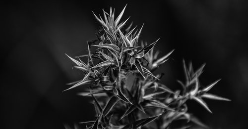 black and white  plant  nature