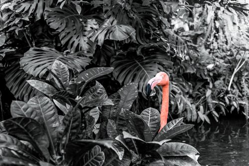 black and white  flamingo  indoor