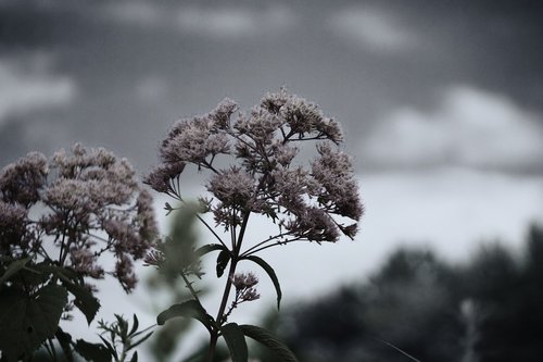 black and white  fall  flower