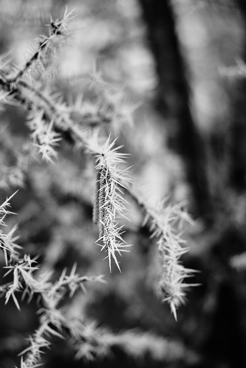 black and white  winter  frosty