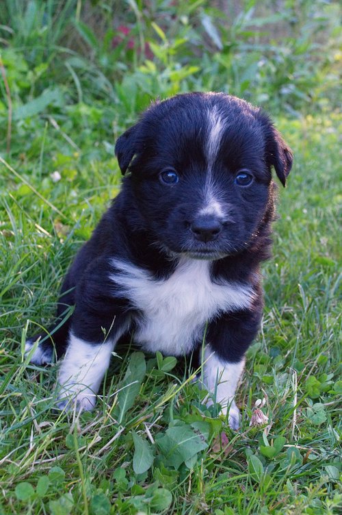 black and white  puppy  do