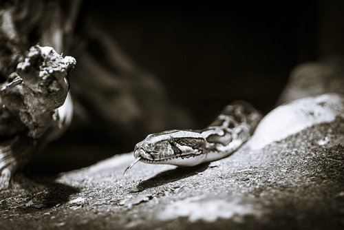 black and white  animal  snake