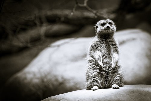black and white  animal  meerkat
