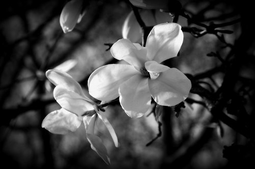 black and white  flowers  plants