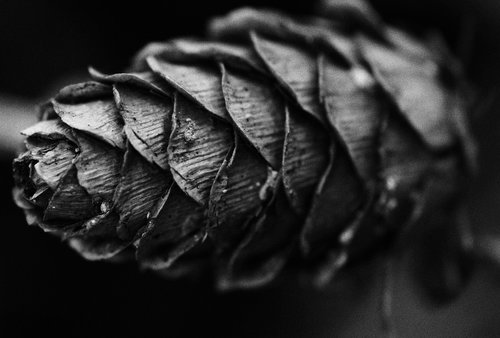 black and white  pine  cone