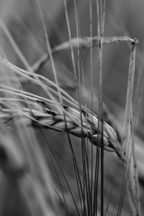 black and white  barley  wheat