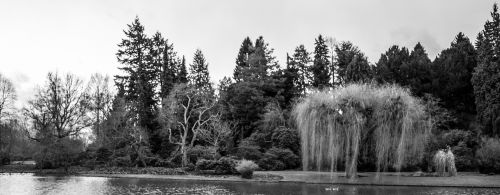 black and white landscape trees