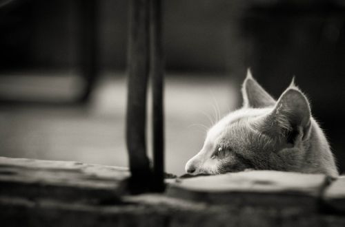 black and white animal cat