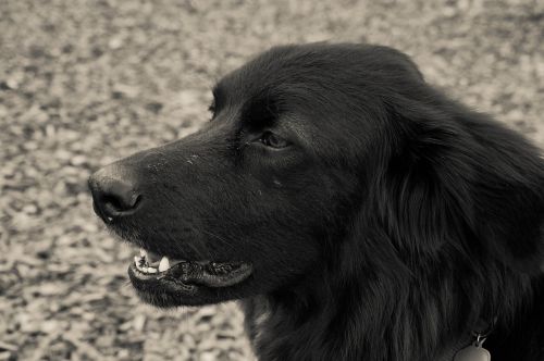 black and white dog portrait