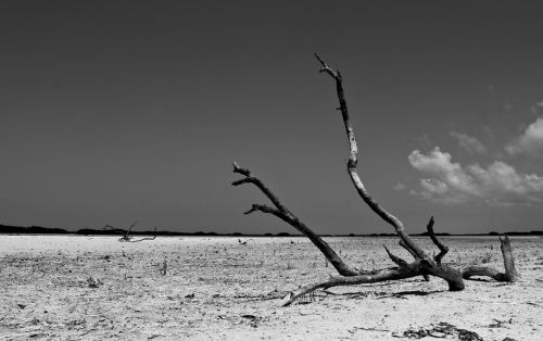 black and white shadow nature