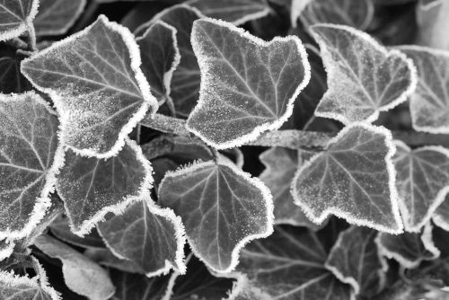 black and white ivy winter