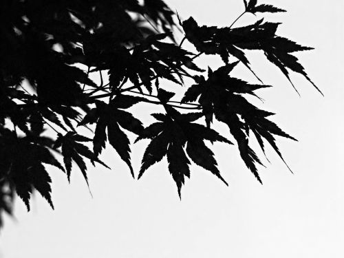 black and white foliage branch