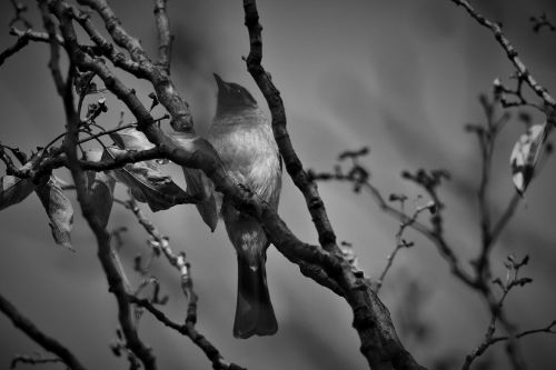 Black And White Bulbul Bird