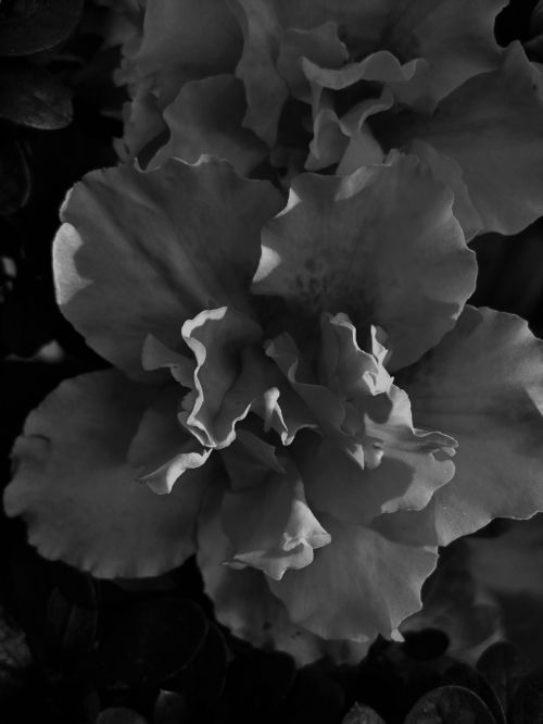 Black And White Camellia