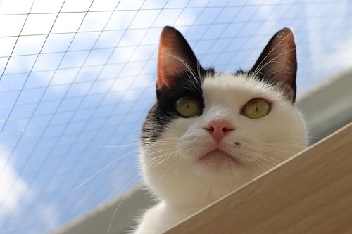 black and white cat  cat  blue sky