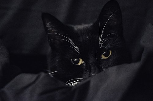 black-and-white cat  bicolor cat  low key