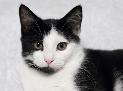 Black And White Cat With Pink Nose