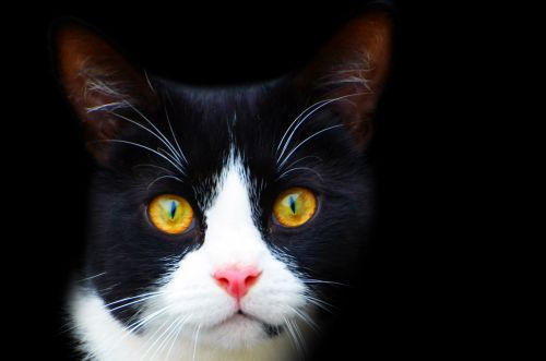 Black And White Cat