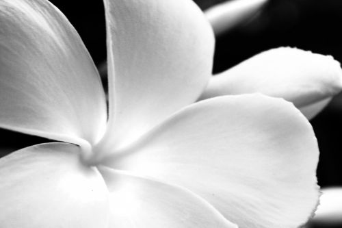 Black And White Flower