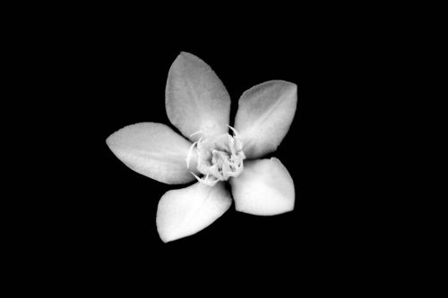 Black And White Flower