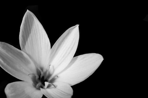 Black And White Flower Background 3