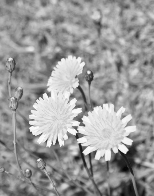 Black &amp; White Flowers Of Dandelion