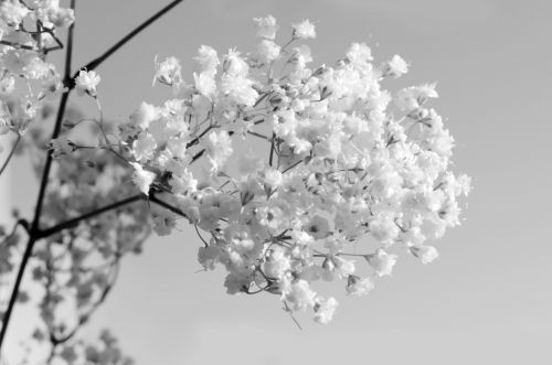 Black And White Flowers