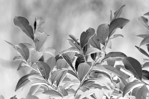 Black And White Foliage