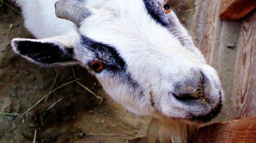 Black And White Goat