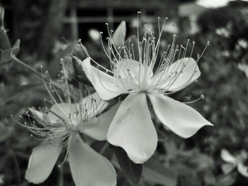 Black And White Hypericum Flower