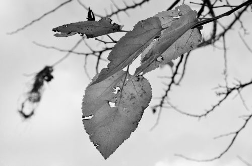 Black And White Leaves