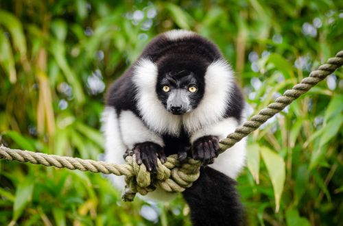 black and white lemur madagascar primate