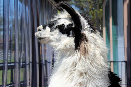 Black &amp; White Llama