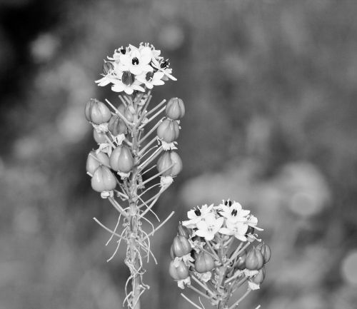 Black &amp; White Ornithogalum Flowers