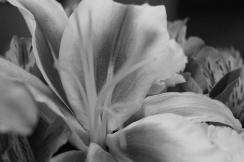 Black And White Petals