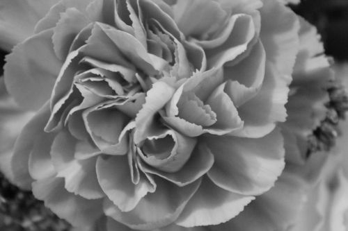 Black And White Petals