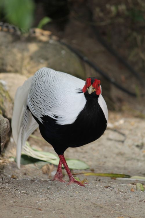 black and white pheasant pheasant bird
