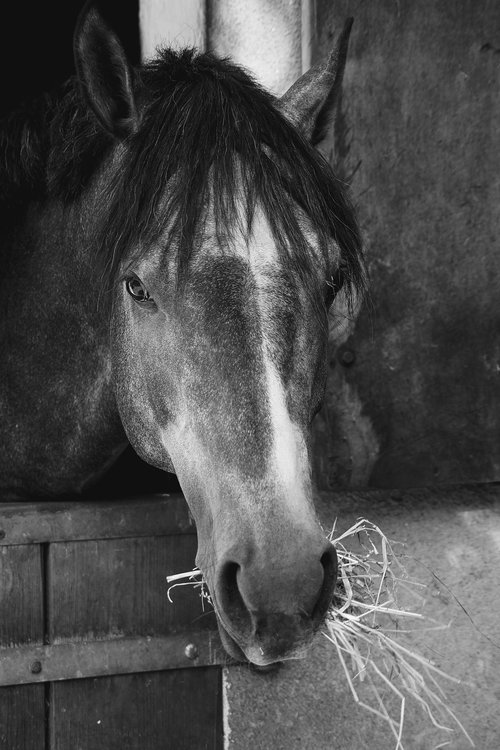 black and white photography  horse head  mahne