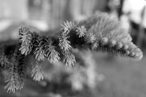 Black And White Pine Tree Leaves