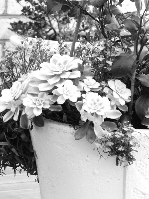 Black And White Pot Plant