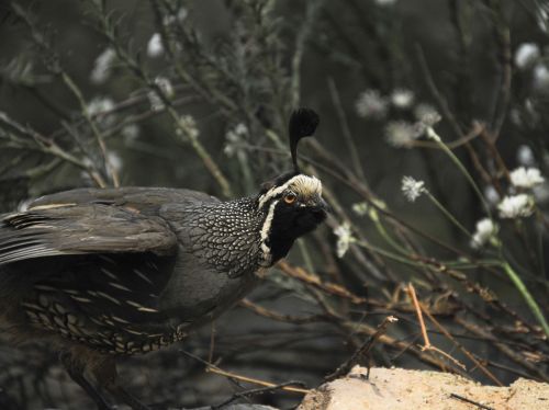 Black And White Quail